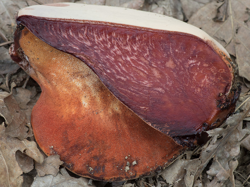 Fistulina hepatica